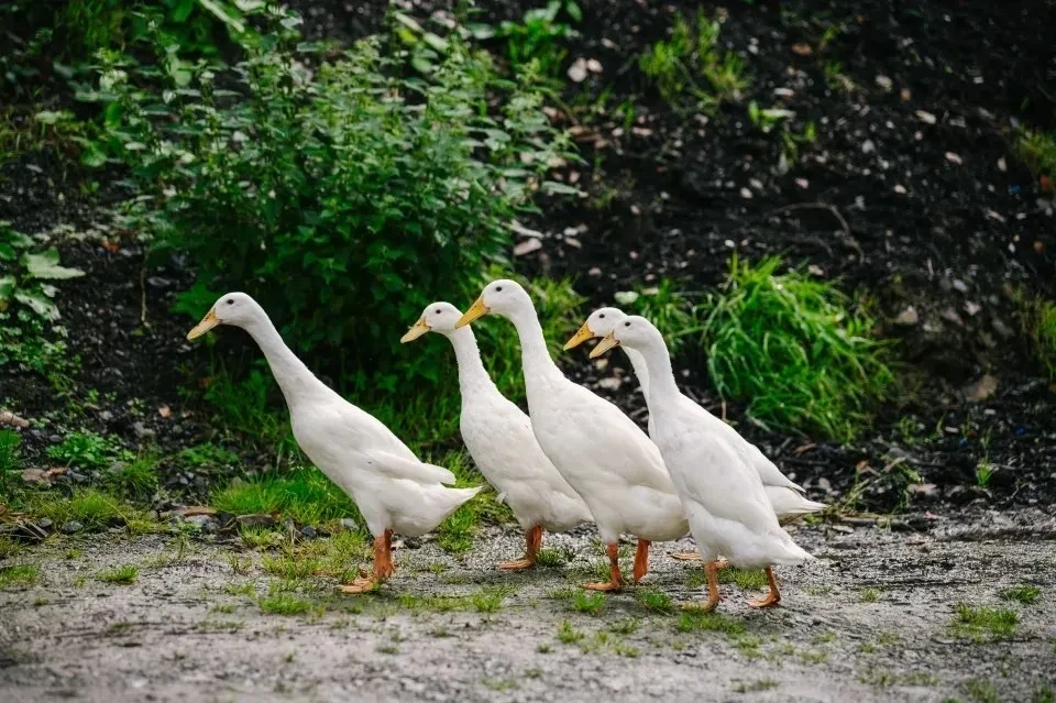 Four white ducks waddling along a path at Oak Tree Farm